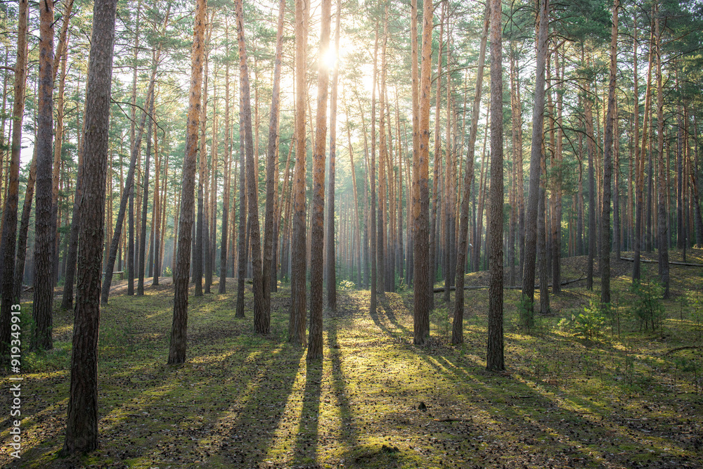 Fototapeta premium A forest with trees and sunlight shining through the leaves