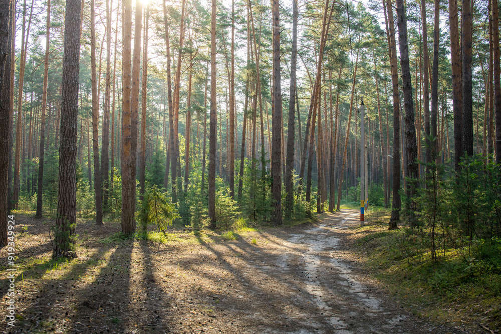 Fototapeta premium A forest with a path in the middle and a person walking on it