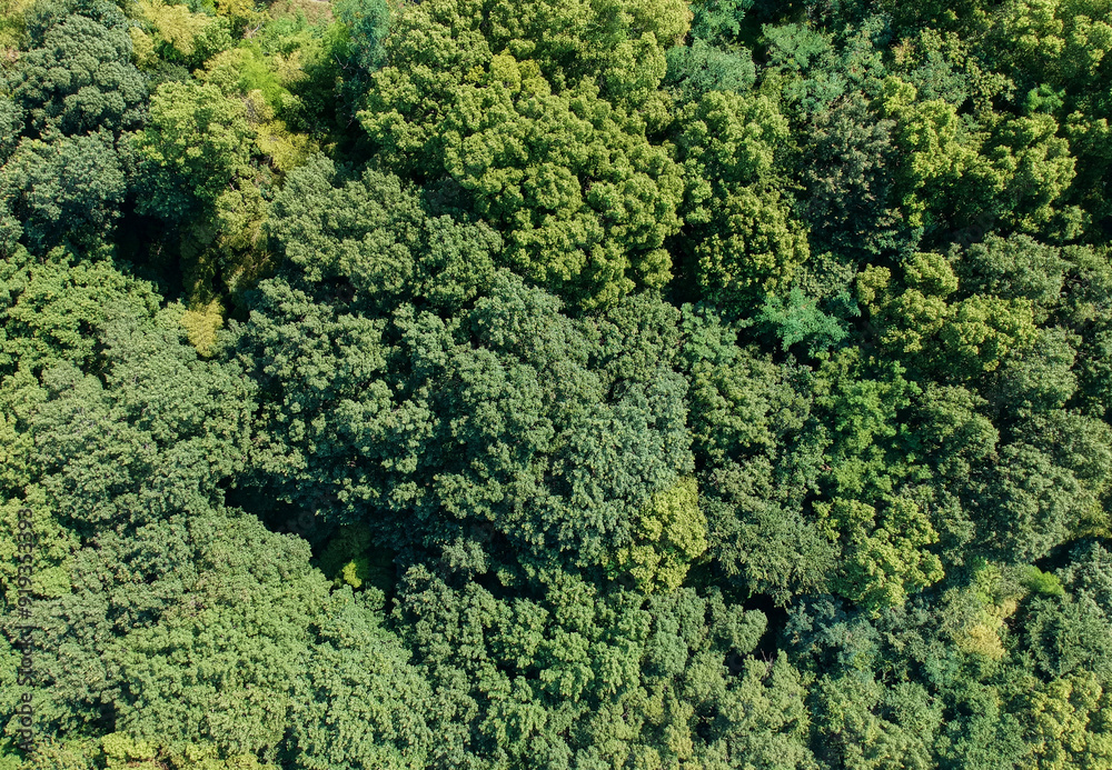 ドローンで空撮した夏の公園の緑の森の風景 ドローンで空撮した夏の公園の緑の森の風景