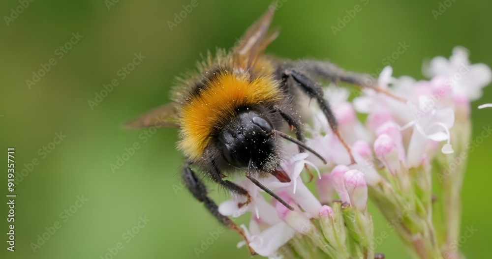 Bumblebee collects flower nectar at sunny day. Bumblebee collects flower nectar at sunny day.