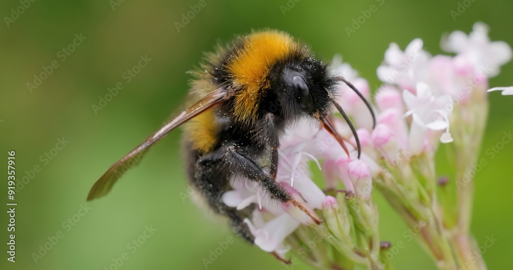 Bumblebee collects flower nectar at sunny day.