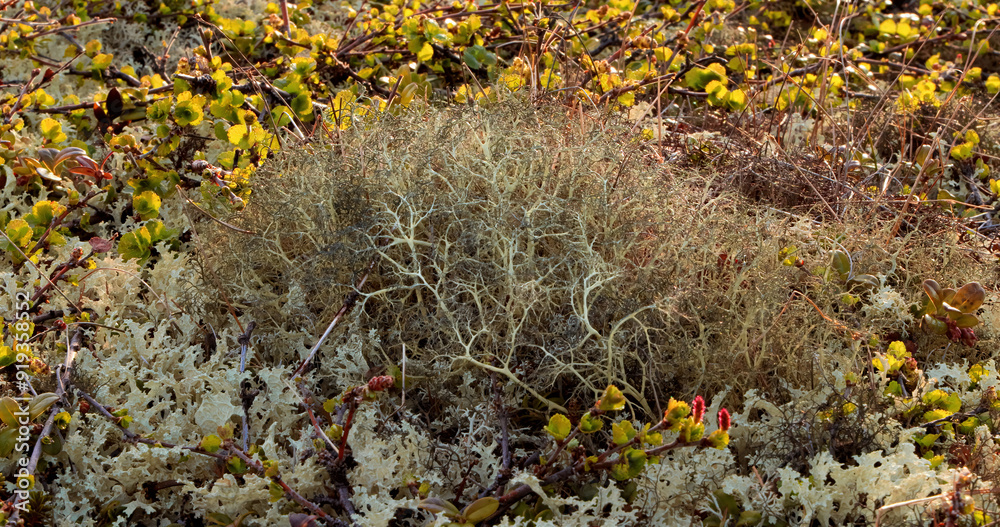 Obraz premium Arctic Tundra lichen moss close-up. Found primarily in areas of Arctic Tundra, alpine tundra, it is extremely cold-hardy. Cladonia rangiferina, also known as reindeer cup lichen.