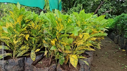 Rajkot, Gujarat India, 08 15 2024: A vibrant plant market offers a wide selection of colorful flora crotons plants are arranged in plants shop to sell
 photo