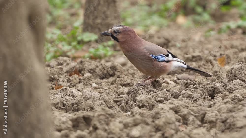 Eurasian jay feeding on the ground Eurasian jay feeding on the ground