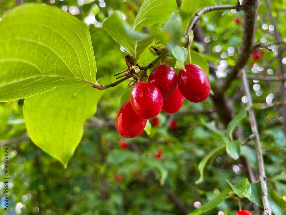 Cornus mas red ripe berries on tree branch close up, cornus mas ripe fruits in summer autumn garden
Cornus mas red ripe berries on tree branch close up, cornus mas ripe fruits in summer autumn garden