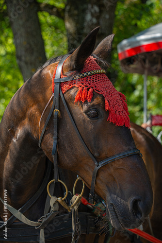 a brown horse's head in profile with a red scarf against a background of green grass