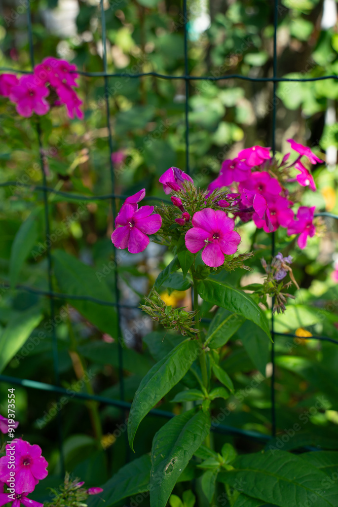 lots of purple flowers against a background of green leaves lots of purple flowers against a background of green leaves