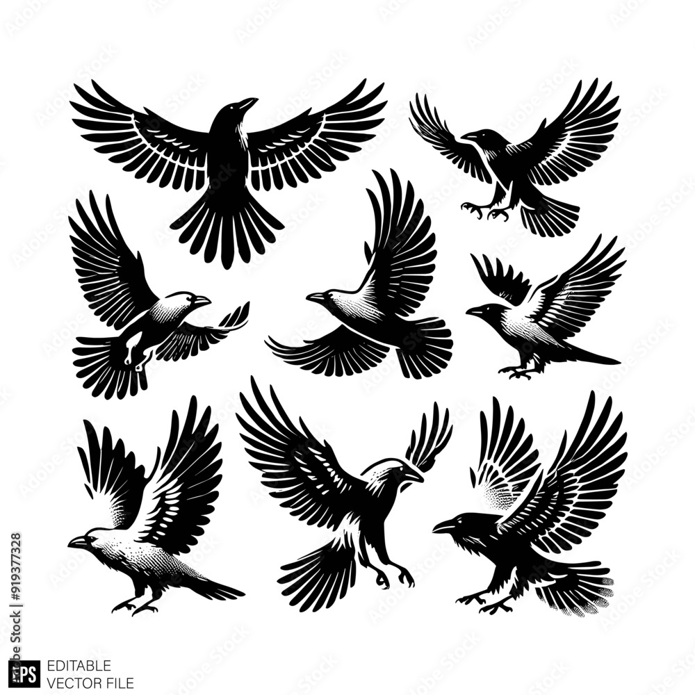 Obraz premium set of raven vector graphic design black and white clip art silhouette