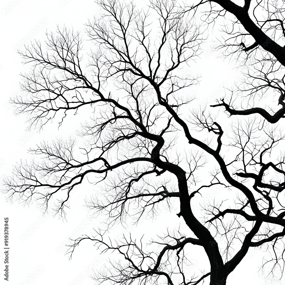 Fototapeta premium Leafless Oak tree branches silhouette. Black and white. Natural oak tree branches silhouette on a white background. Silhouettes of a dark gloomy forest with textured trees on a gray white background.
