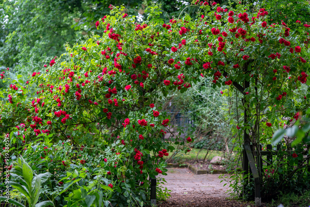 red roses flowers in the garden red roses flowers in the garden