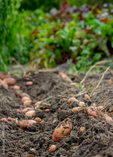 Wallpaper Mural Fresh potatoes on the field. Harvesting organic potatoes. Agriculture and farming Torontodigital.ca