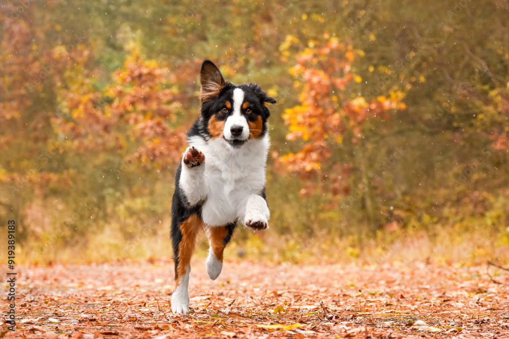 Dog jumping in autumn leaves over a meadow. Front view. Running forward. Cute australian shepherd is outdoors in the autumn forest at daytime. Dog jumping in autumn leaves over a meadow. Front view. Running forward. Cute australian shepherd is outdoors in the autumn forest at daytime.