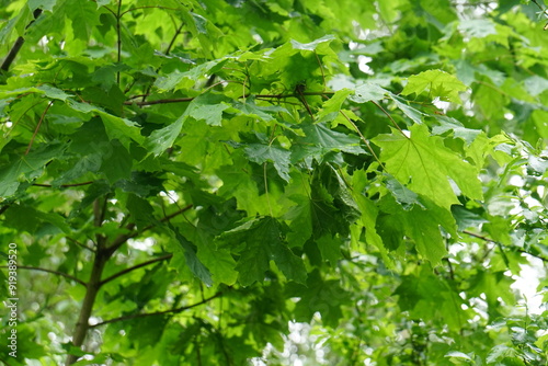 the wet maple leaves with raindrops. green maple leaves after rain in rain drops green leaves background