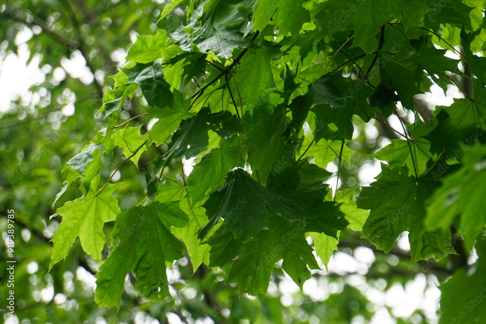 Fototapeta premium the wet maple leaves with raindrops. green maple leaves after rain in rain drops green leaves background