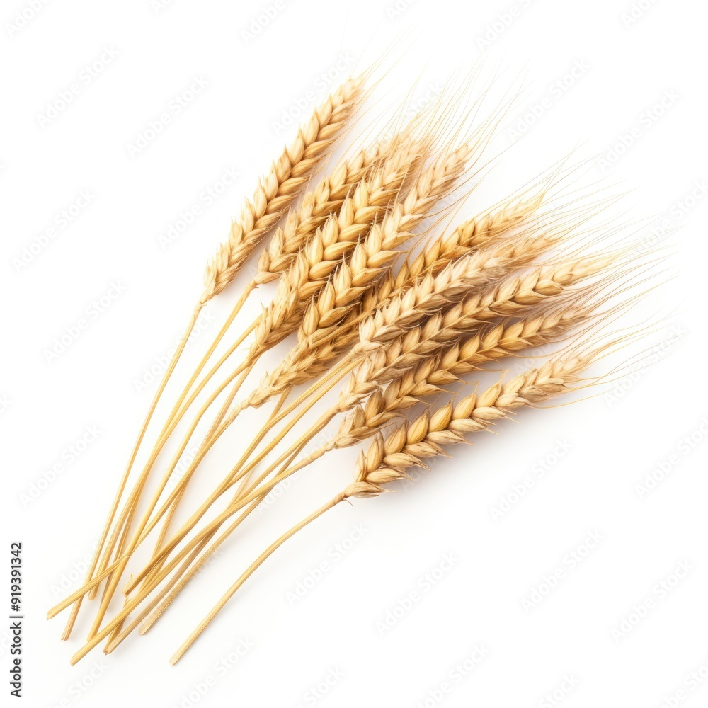 Spikelets of Wheat on Isolated Background Spikelets of Wheat on Isolated Background