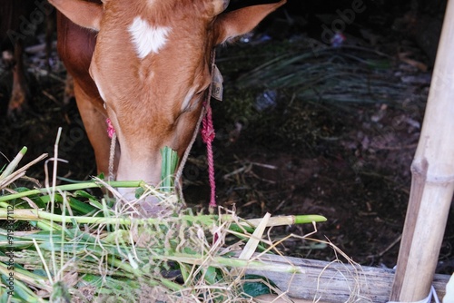 Cows that are eating grass in the stable, feeding time for qurbani cows for eid ul adha celebration. photo