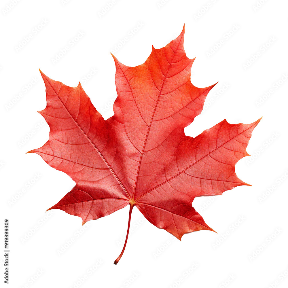 Maple leaf isolated on transparent background png Maple leaf isolated on transparent background png