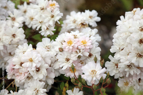Εκτύπωση καμβά Macro image of pink and white Many-flowered Rose blooms, Derbyshire England
