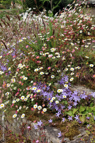 Mexican Fleabane with Bellflower blooms and ornamental grasses, Derbyshire England
 photo