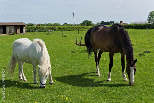 Two horses grazing in a paddock field during springtime. Lincolnshire UK
