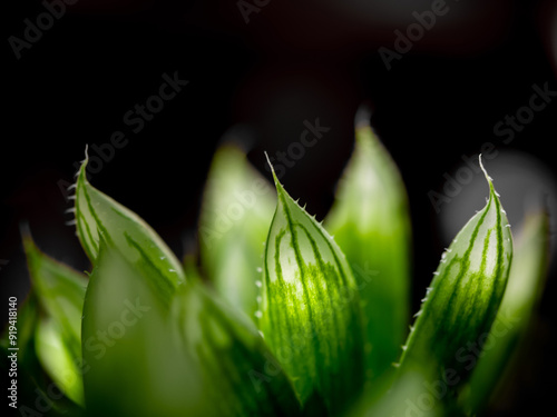 Succulent plant close-up, leaves texture of Haworthia Cooperi photo