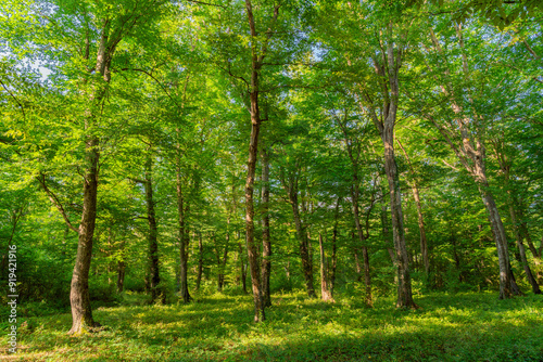 Bright green forest illuminated by morning sunrays