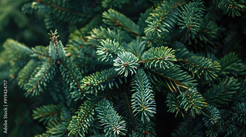 Close up of evergreen tree branches with needles, suitable for holidays and winter themes. Close up of evergreen tree branches with needles, suitable for holidays and winter themes.