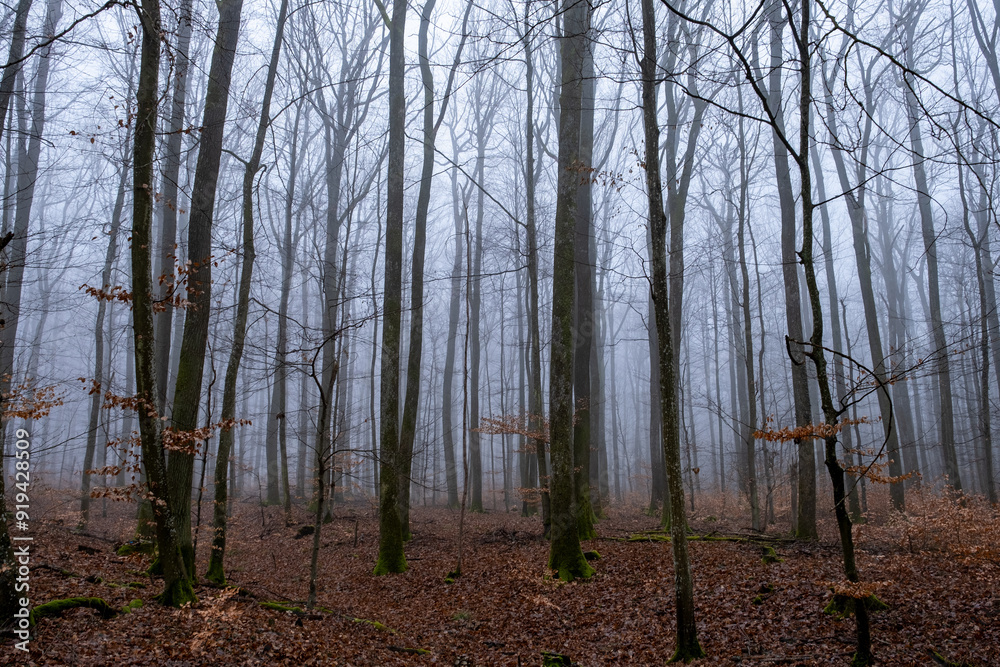 Naklejka premium Arbres dans le brouillard