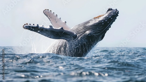 A majestic humpback whale breaching the water surfac photo