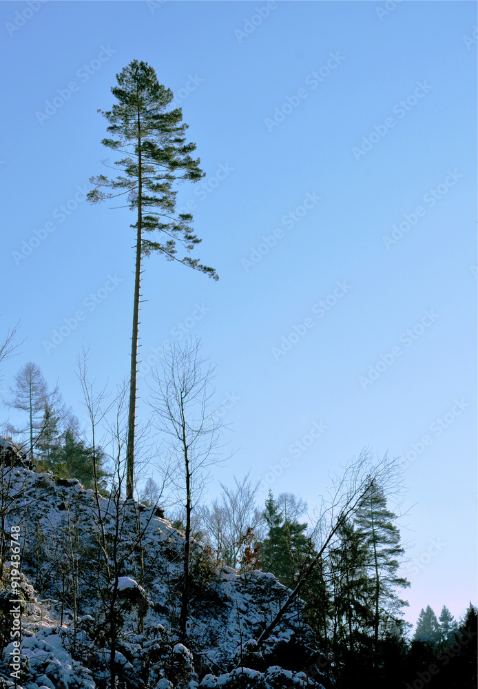 pine tree in the forest pine tree in the forest