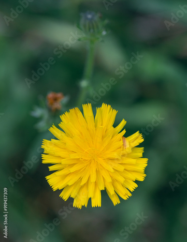 Beautiful close-up of hypochaeris radicata photo