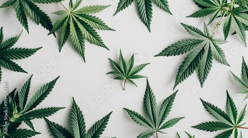 Marijuana leaves on a white background, close up top view on cannabis leaves and branches on white background for alternative medical and marketing design concept