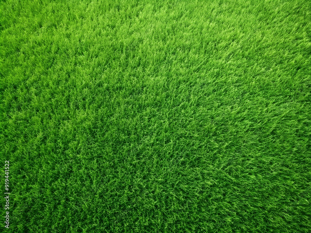 green grass texture green grass texture
