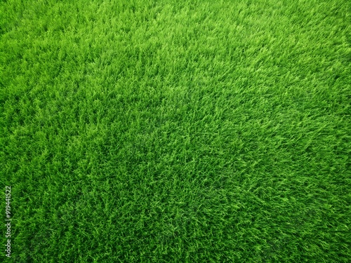 Wallpaper Mural green grass texture Torontodigital.ca