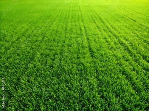 green grass background