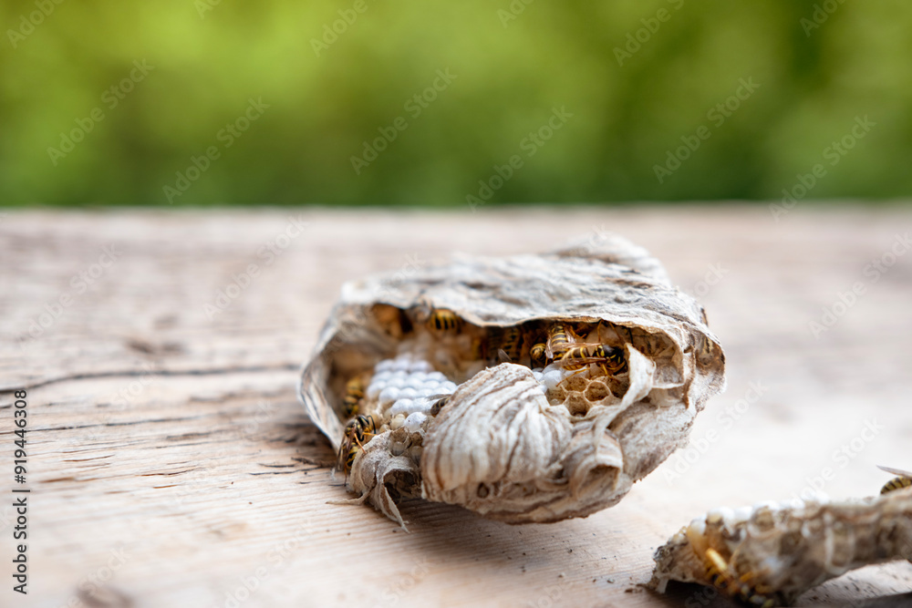 wasp honeycombs, Natural bees nest, insect habitat with larvae, wasp eggs, life cycle Vespula vulgaris, potential hazard wasp honeycombs, Natural bees nest, insect habitat with larvae, wasp eggs, life cycle Vespula vulgaris, potential hazard