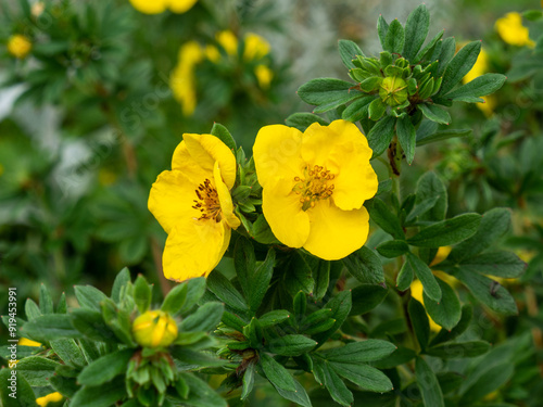Fotografie Potentilla fruticosa,  Shrubby Cinquefoil