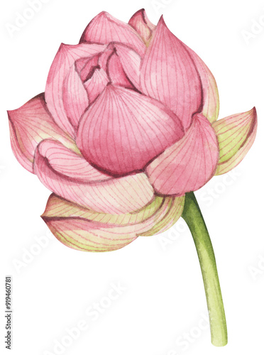Lotus flowers. Chinese water lily. Vintage style. Watercolor illustration. Design for the design of invitations, fabrics and other items.