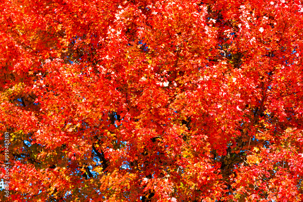 Autumn leaves orange background. Natural beauty. Fall season of change leaves. Orange autumn leaves background. Autumn nature. Seasonal tree backdrop Autumn leaves orange background. Natural beauty. Fall season of change leaves. Orange autumn leaves background. Autumn nature. Seasonal tree backdrop