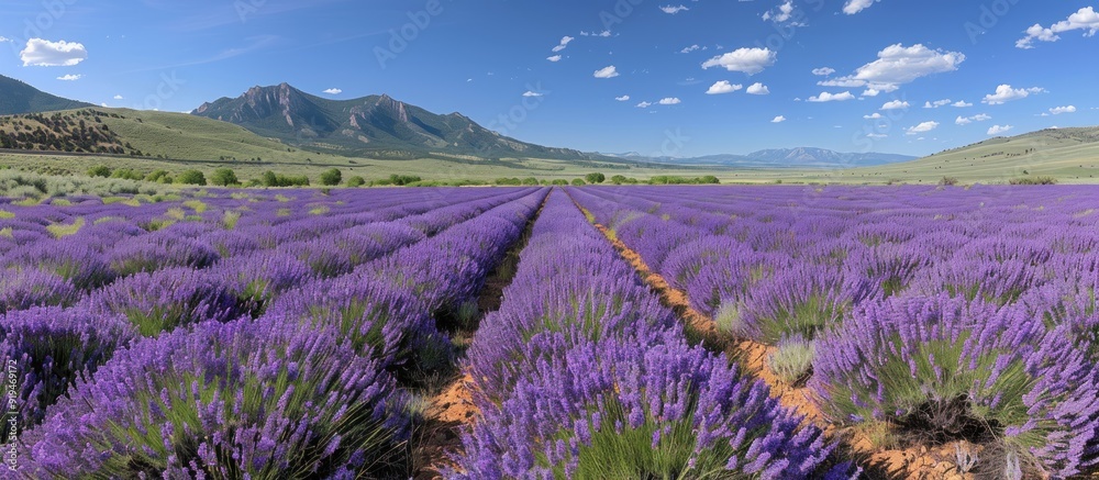 Lavender Fields with Mountains in the Background Lavender Fields with Mountains in the Background