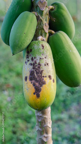 papaya fruit that is being attacked by disease. The fungus anthracnose is known to attack papaya, especially mature fruits. The disease starts small with very few signs,  photo