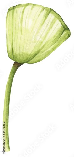 Lotus flowers. Chinese water lily. Vintage style. Watercolor illustration. Design for the design of invitations, fabrics and other items.