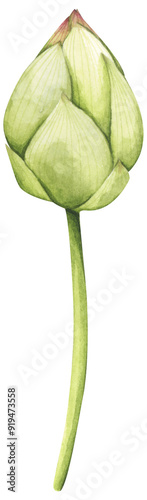 Lotus flowers. Chinese water lily. Vintage style. Watercolor illustration. Design for the design of invitations, fabrics and other items.