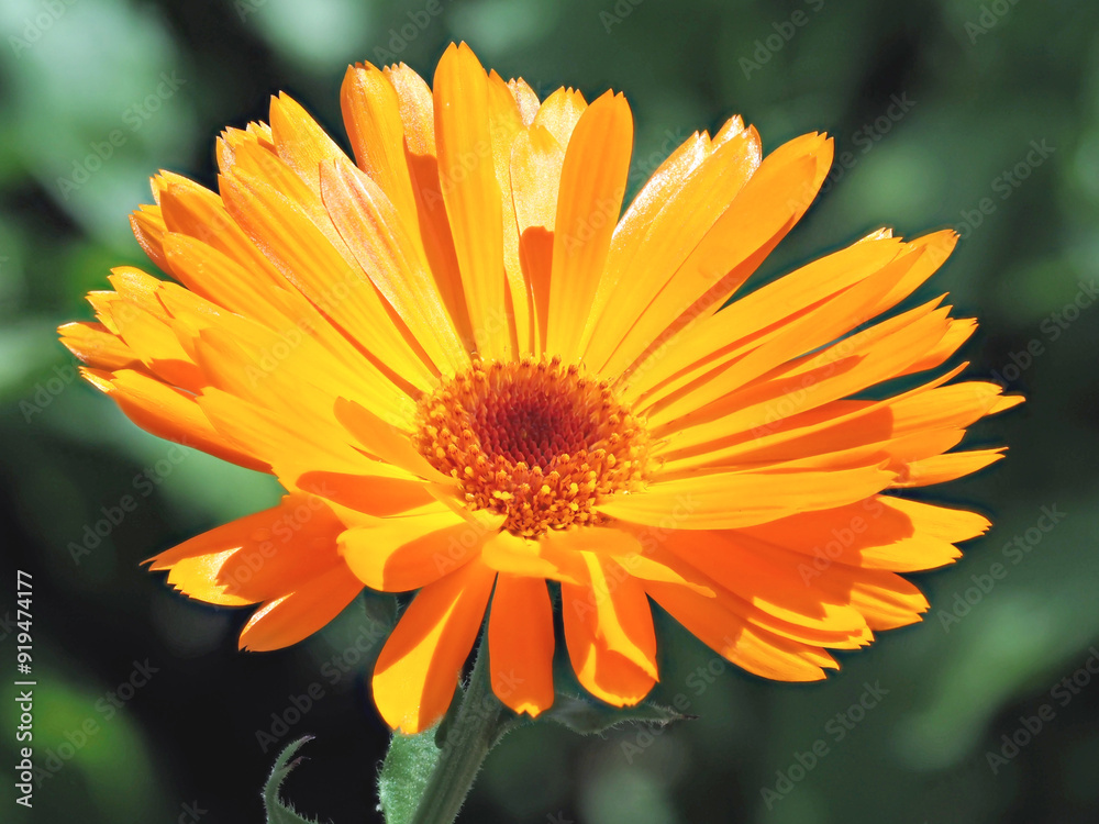 Closeup of a beautiful orange pot marigold flower Closeup of a beautiful orange pot marigold flower