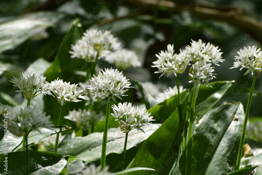 Bärlauch, Allium ursinum Bärlauch, Allium ursinum