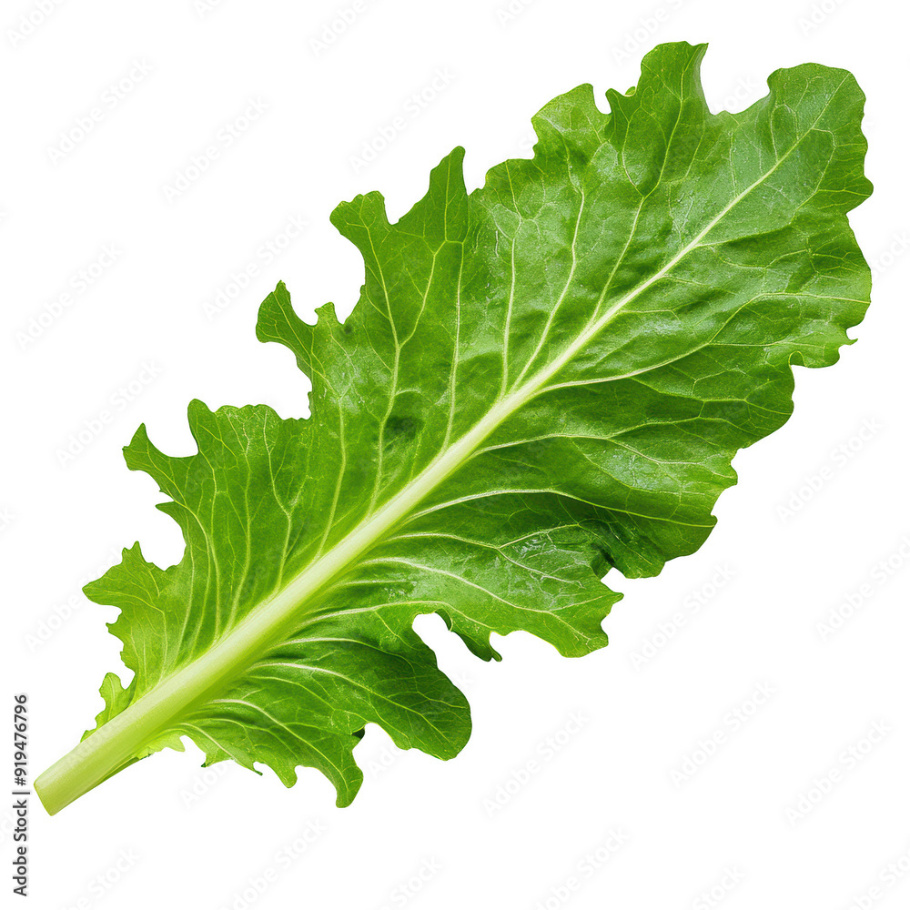 Vibrant green lettuce leaf with a crisp texture, perfect for salads or culinary presentations isolated on a transparent background. Vibrant green lettuce leaf with a crisp texture, perfect for salads or culinary presentations isolated on a transparent background.