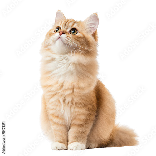 A fluffy orange cat sitting gracefully, gazing upward with curious eyes isolated on a transparent background.