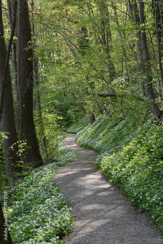 Bärlauch,  Allium ursinum photo