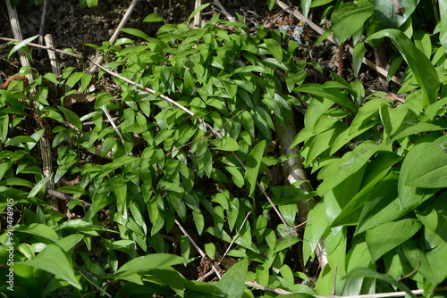 Bärlauch,  Allium ursinum photo