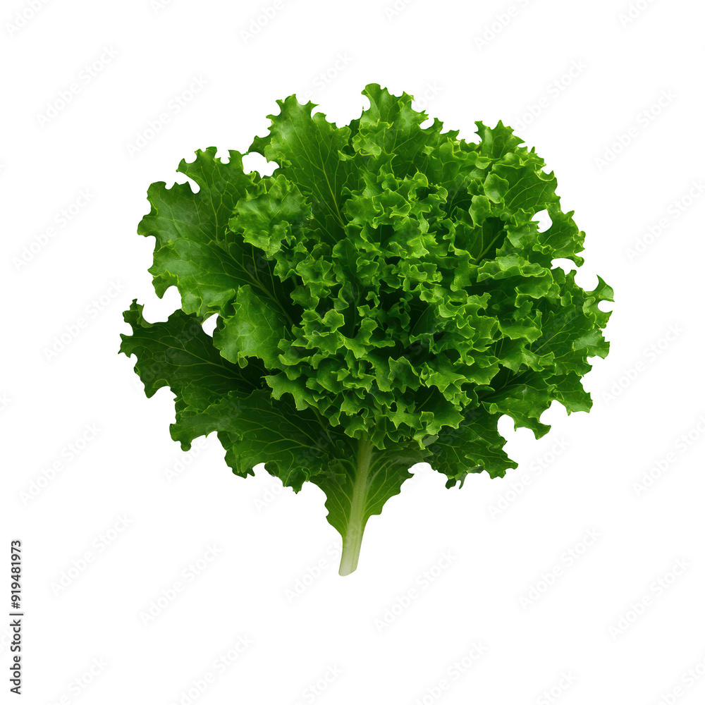 Fototapeta premium Fresh, crisp green lettuce head ready for salads and healthy meals isolated on a transparent background.